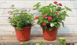 吉林希尔顿爆料视频最新,揭秘酒店内部惊人真相